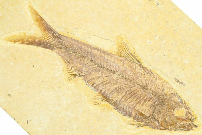 Detailed Fossil Fish (Knightia) - Wyoming #372334